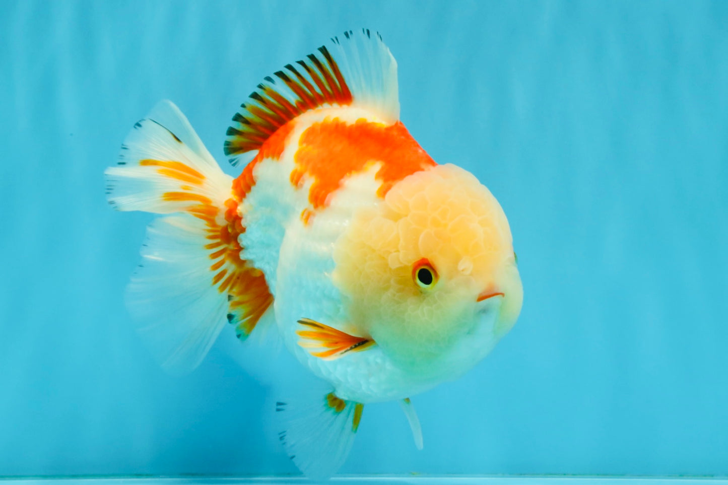 CHUBBY A Grade Red White Yuanbao Male 6 inches #041026YB_26