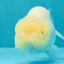 White Lionchu Female 4.5-5 inches #051526LC_15