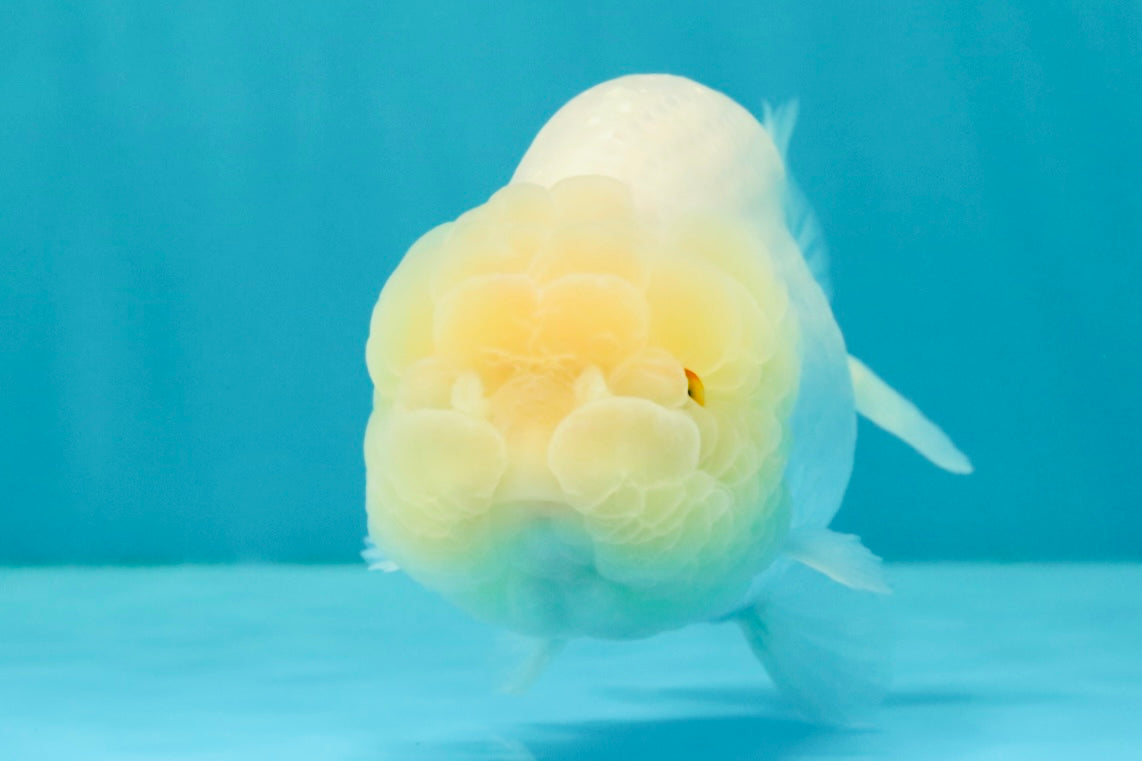 White Lionchu Female 4.5-5 inches #051526LC_15