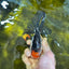A Grade Tricolor Oranda Male 5 inches #100325OR_20
