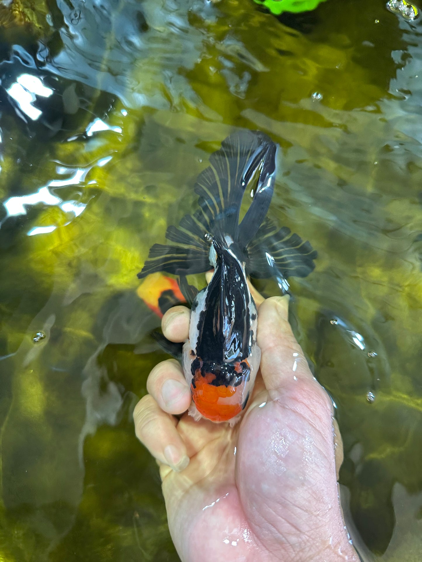 A Grade Tricolor Oranda Male 5 inches #100325OR_20