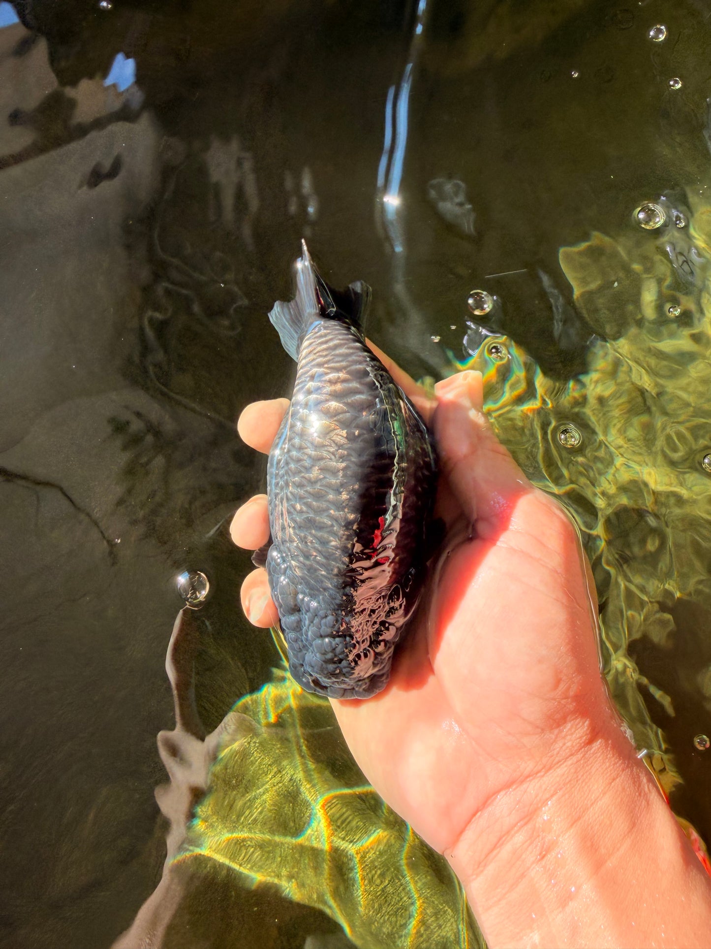 A Grade Blue Chinese Ranchu Female 5 inches #022726RC_22
