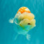 A Grade Polkadot Red White Buffalo Ranchu Male 6 inches #100926RC_29