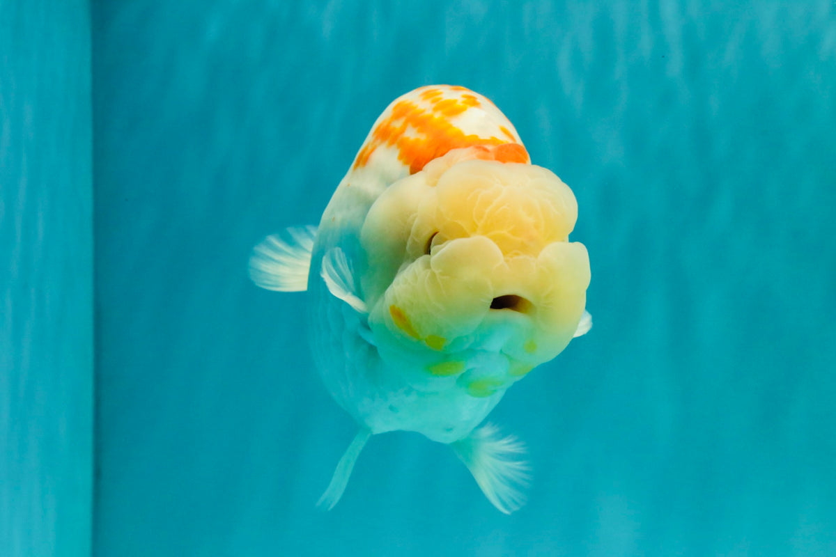 A Grade Polkadot Red White Buffalo Ranchu Male 6 inches #100926RC_29