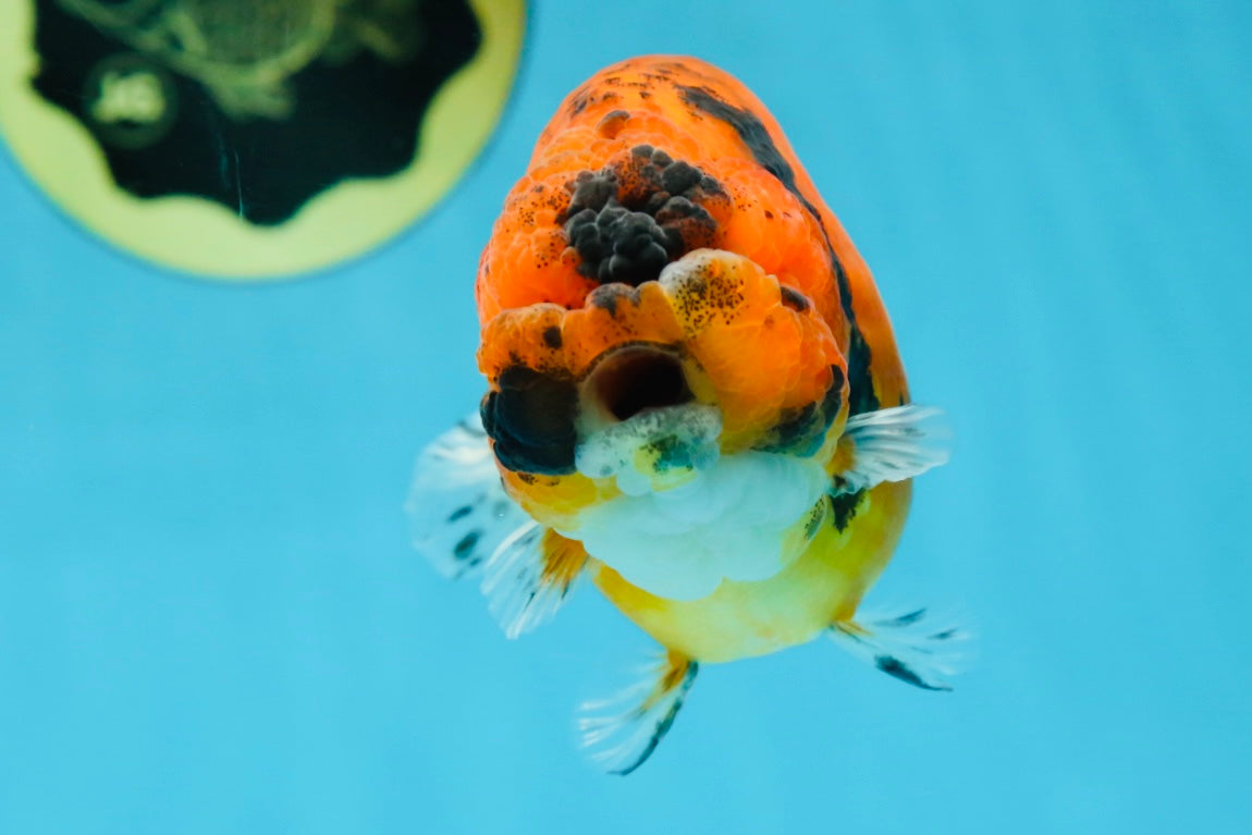 AAA Grade Tiger LionQueen 4.5 inches #051625LC_02