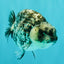 AAA Grade White Tiger Ranchu Female 4.5 inches #071726RC_09