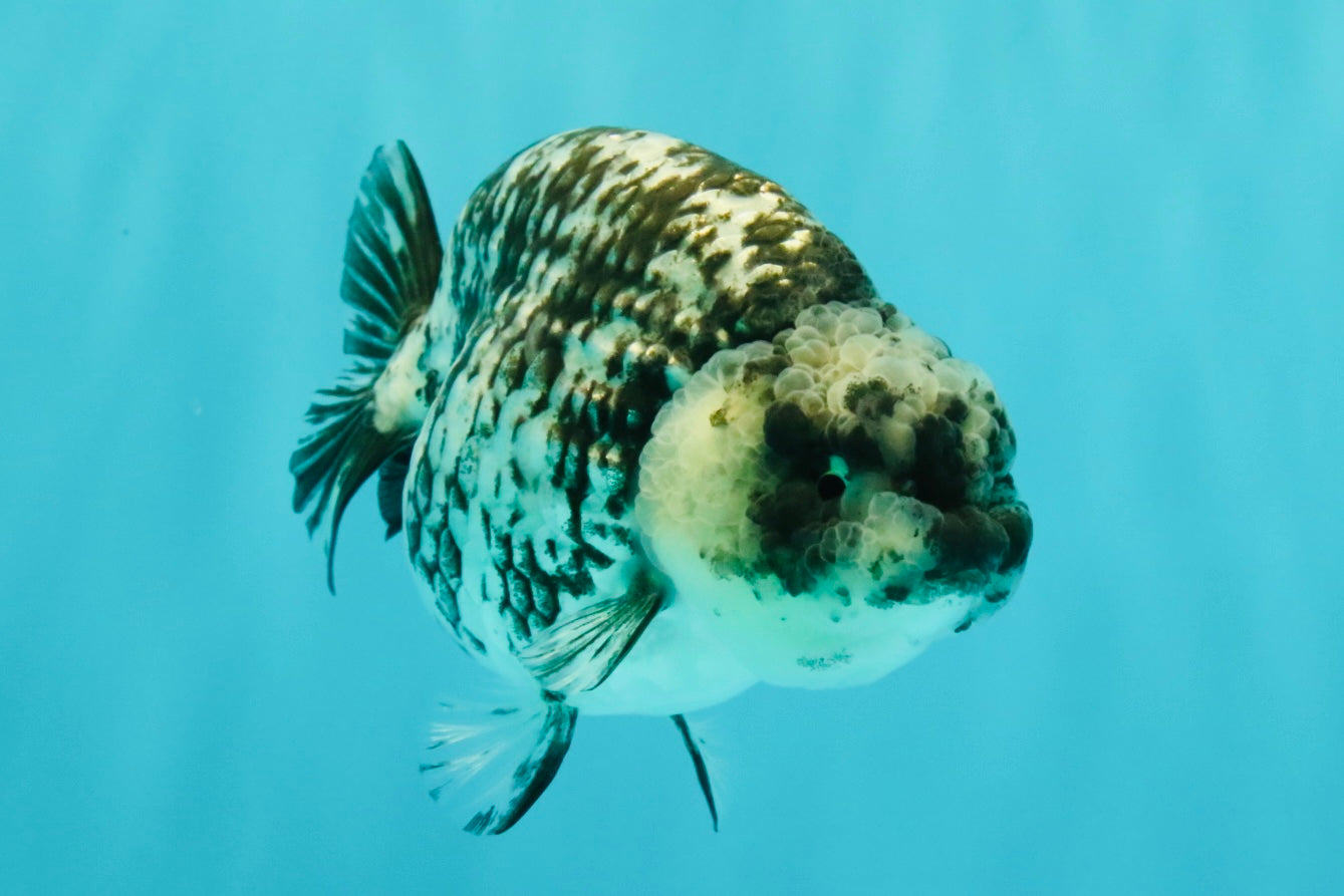 AAA Grade White Tiger Ranchu Female 4.5 inches #071726RC_09