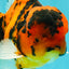 UNIQUE A Grade Tiger Oranda Male 6.5 inches #070626OR_19