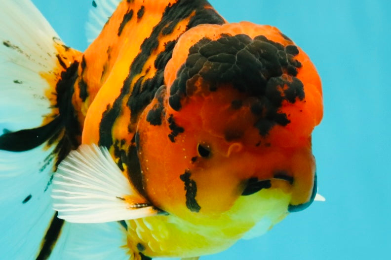 UNIQUE A Grade Tiger Oranda Male 6.5 inches #070626OR_19