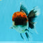 BULLDOG AAA Grade Red Head Kirin Calico Oranda Male 6.5 inches #022026OR_06