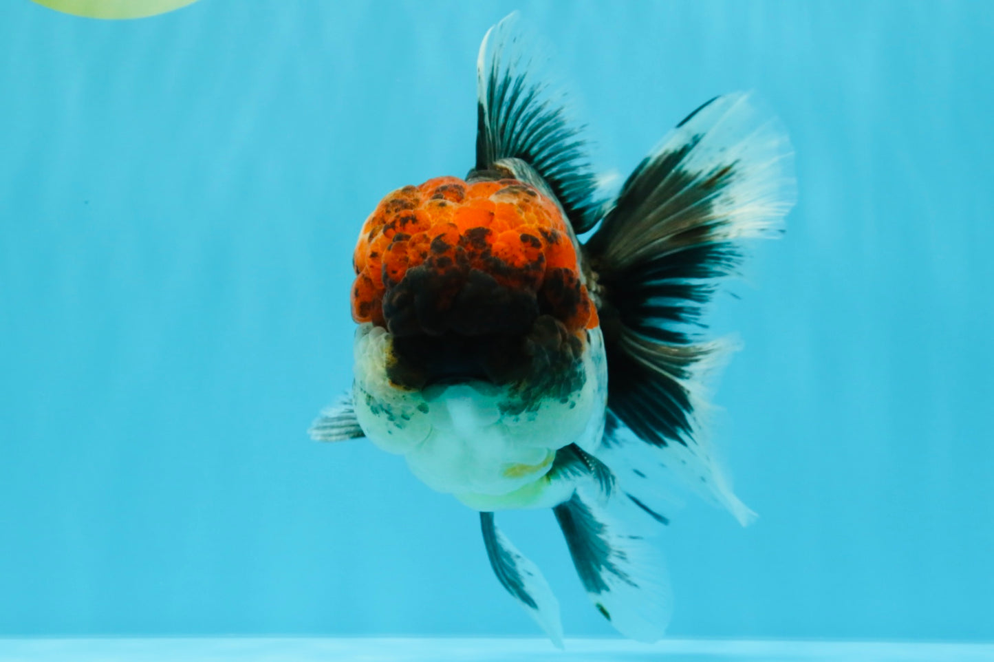 BULLDOG AAA Grade Red Head Kirin Calico Oranda Male 6.5 inches #022026OR_06