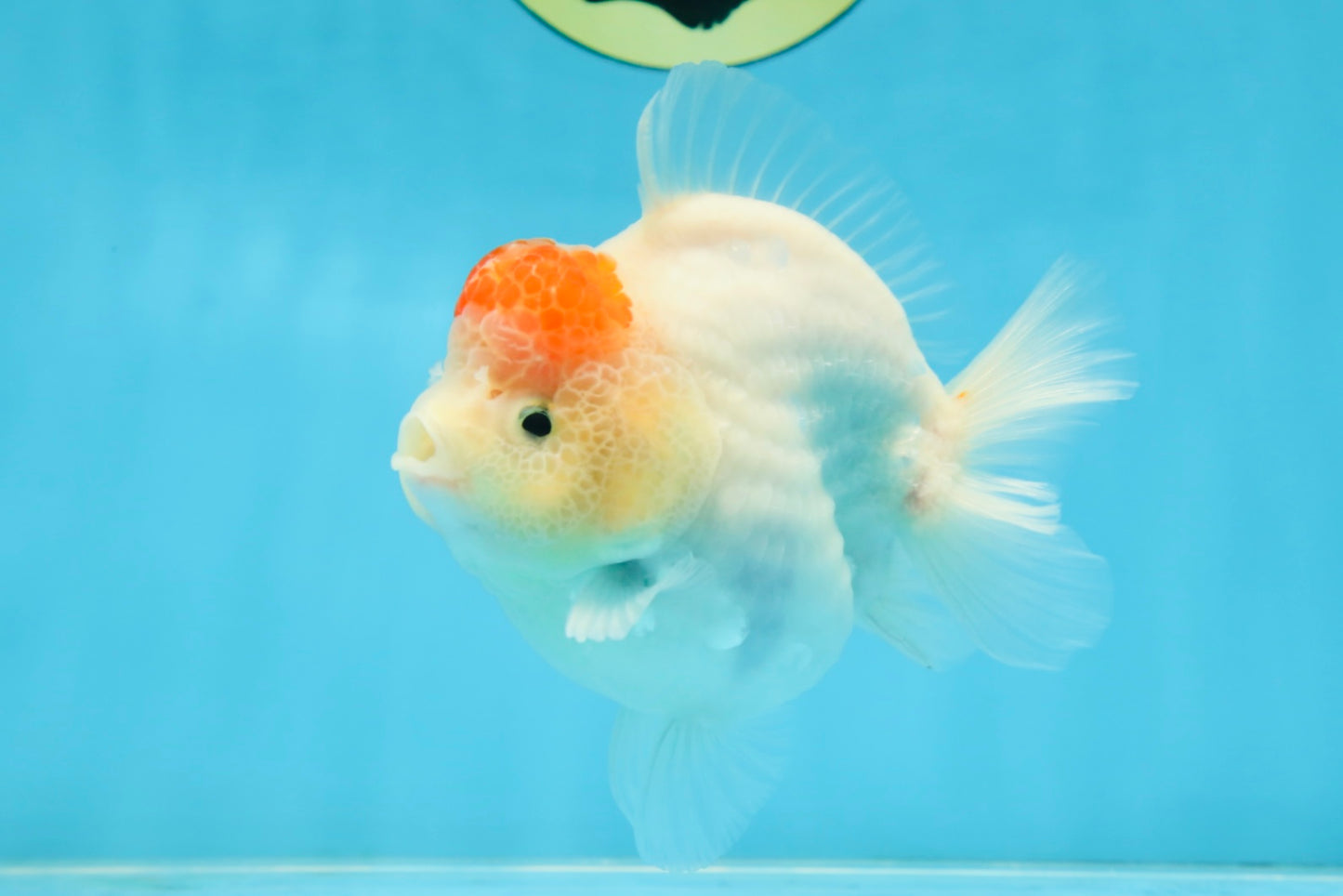 AAA Grade Tancho Sakura Yuanbao Male 4-4.5 inches #101025YB_31