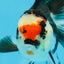 Tricolor Oranda Female 5-5.5 inches #111425OR_17