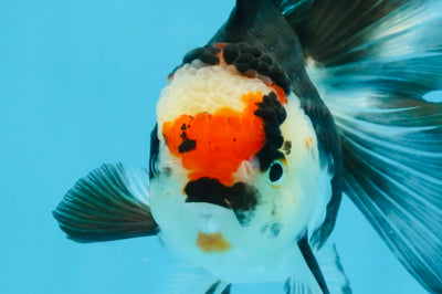 Tricolor Oranda Female 5-5.5 inches #111425OR_17