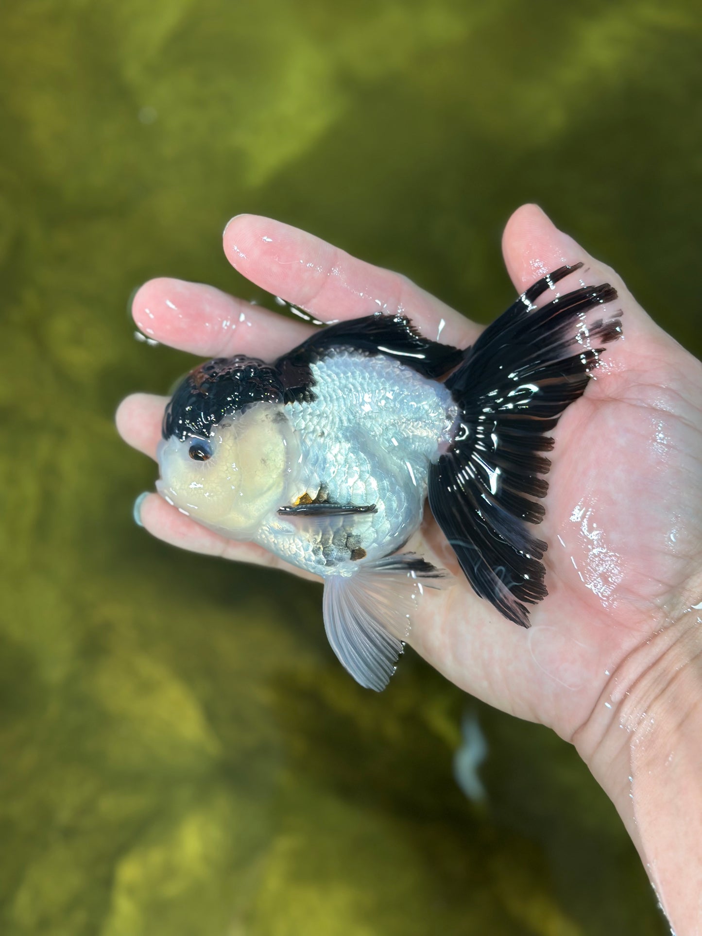 AAA Grade Tricolor Blink Button Eyes Oranda Male 4.5 inches #020725OR_34