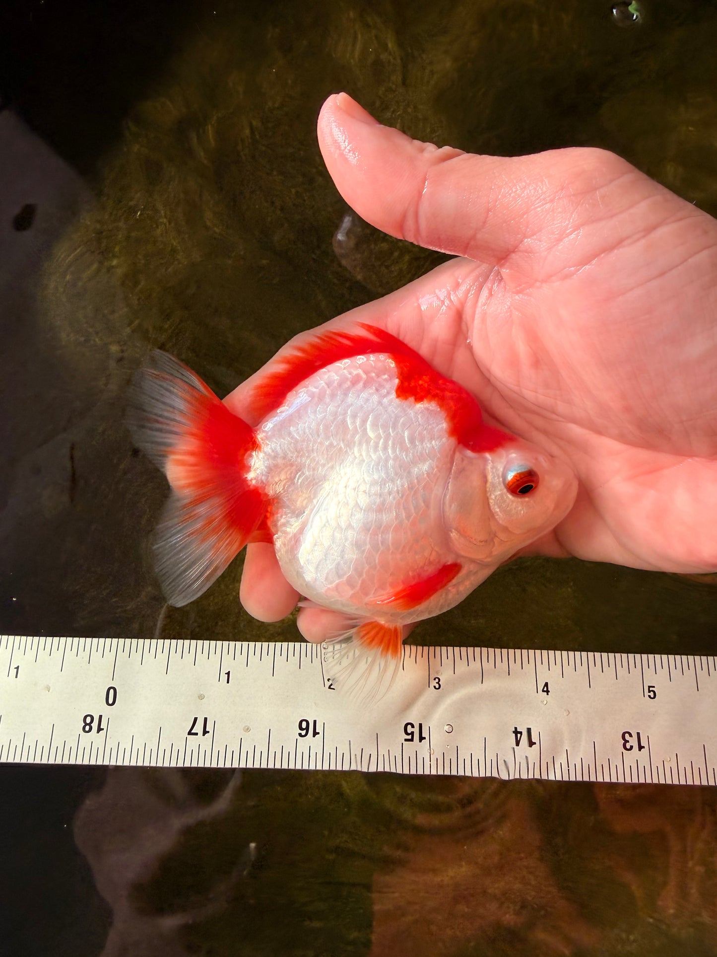 AAA Grade Red White Ryukin Female 4-4.5 inches #032726RK_25