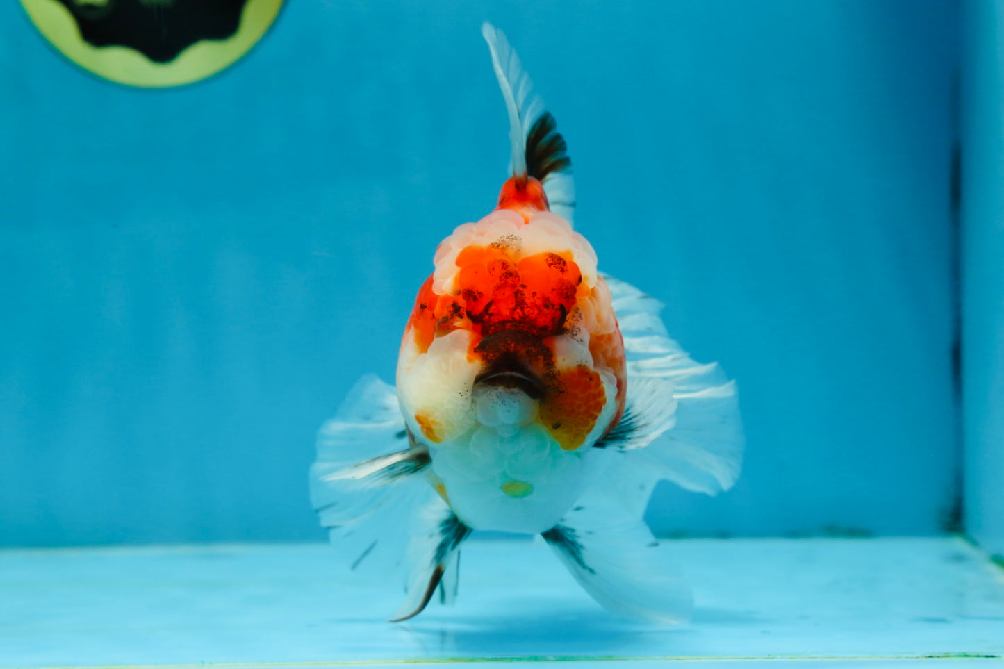 A Grade Chonky Sakura Oranda Female 5-5.5 inches #071125OR_11