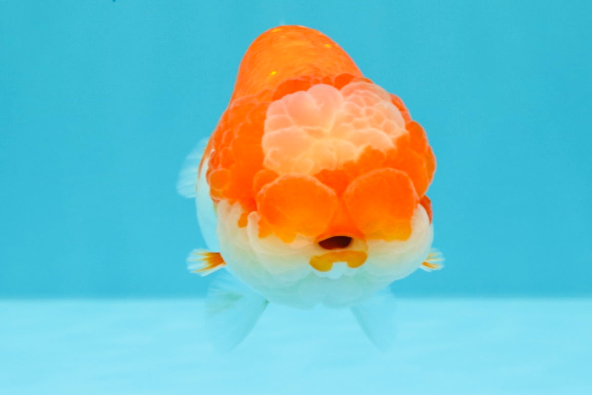 UNIQUE A Grade Jade Head Red White LionQueen 4 inches #030626LC_05