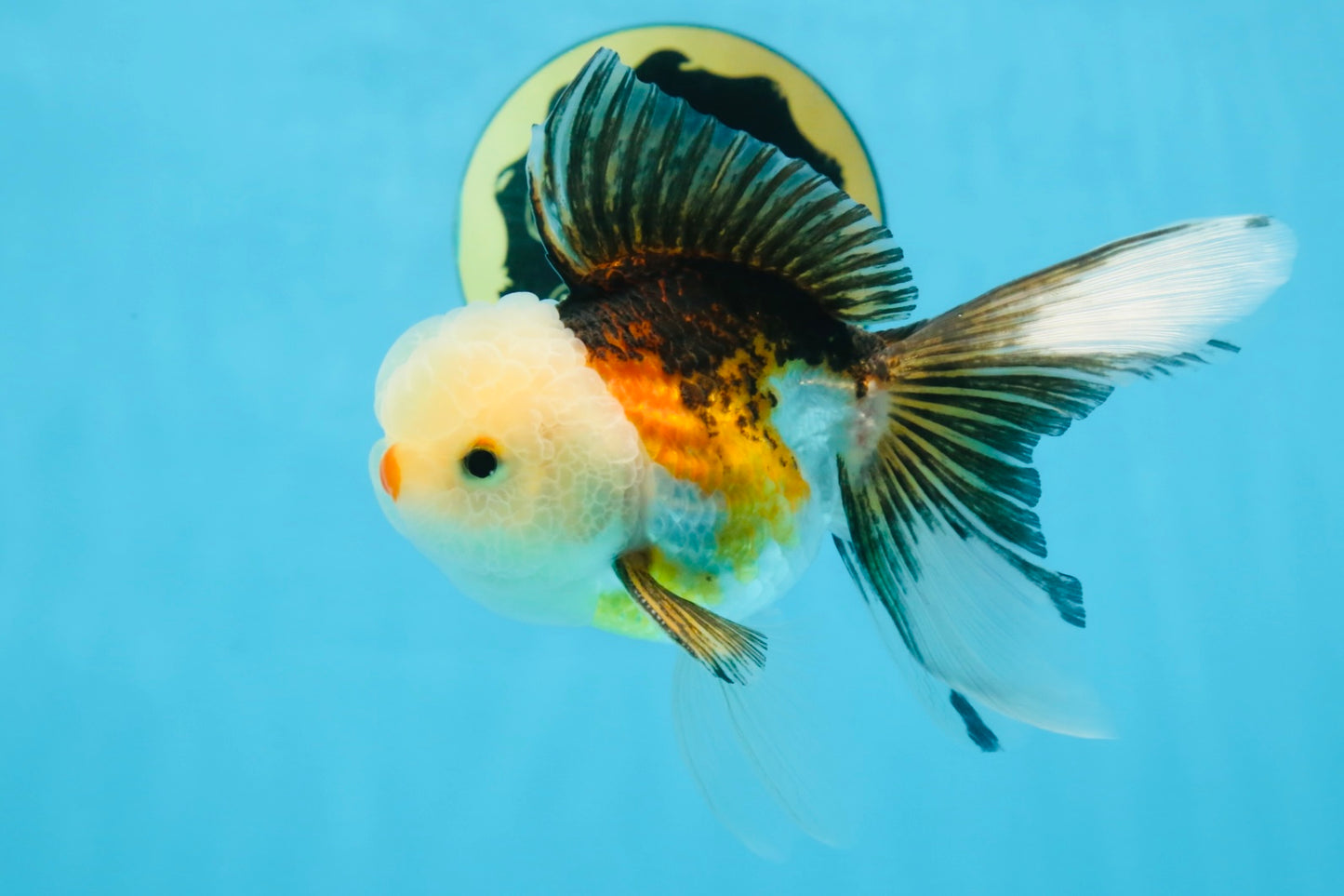 Tricolor Oranda Male 5 inches #091925OR_05