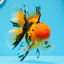 AAA Grade Apache Oranda Male 5 inches #0913OR_06