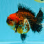 CHUNKY SUPER AAA Grade Godzilla Calico Oranda Male 6.5-7 inches #032726OR_07