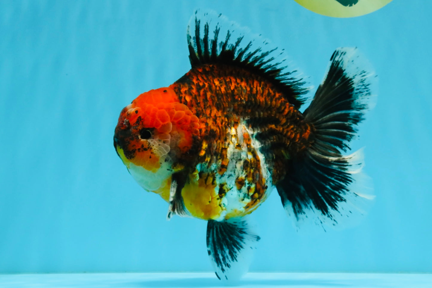 CHUNKY SUPER AAA Grade Godzilla Calico Oranda Male 6.5-7 inches #032726OR_07