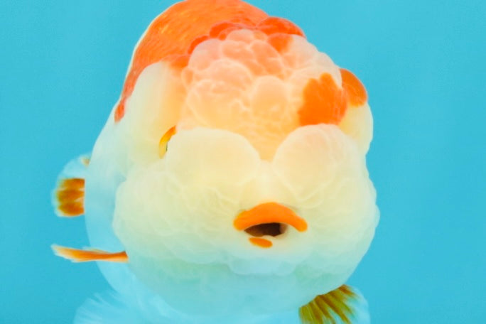 A Grade Kohaku Red White LionQueen 4-4.5 inches #031326LC_10