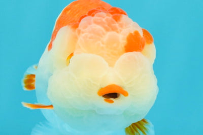 A Grade Kohaku Red White LionQueen 4-4.5 inches #031326LC_10