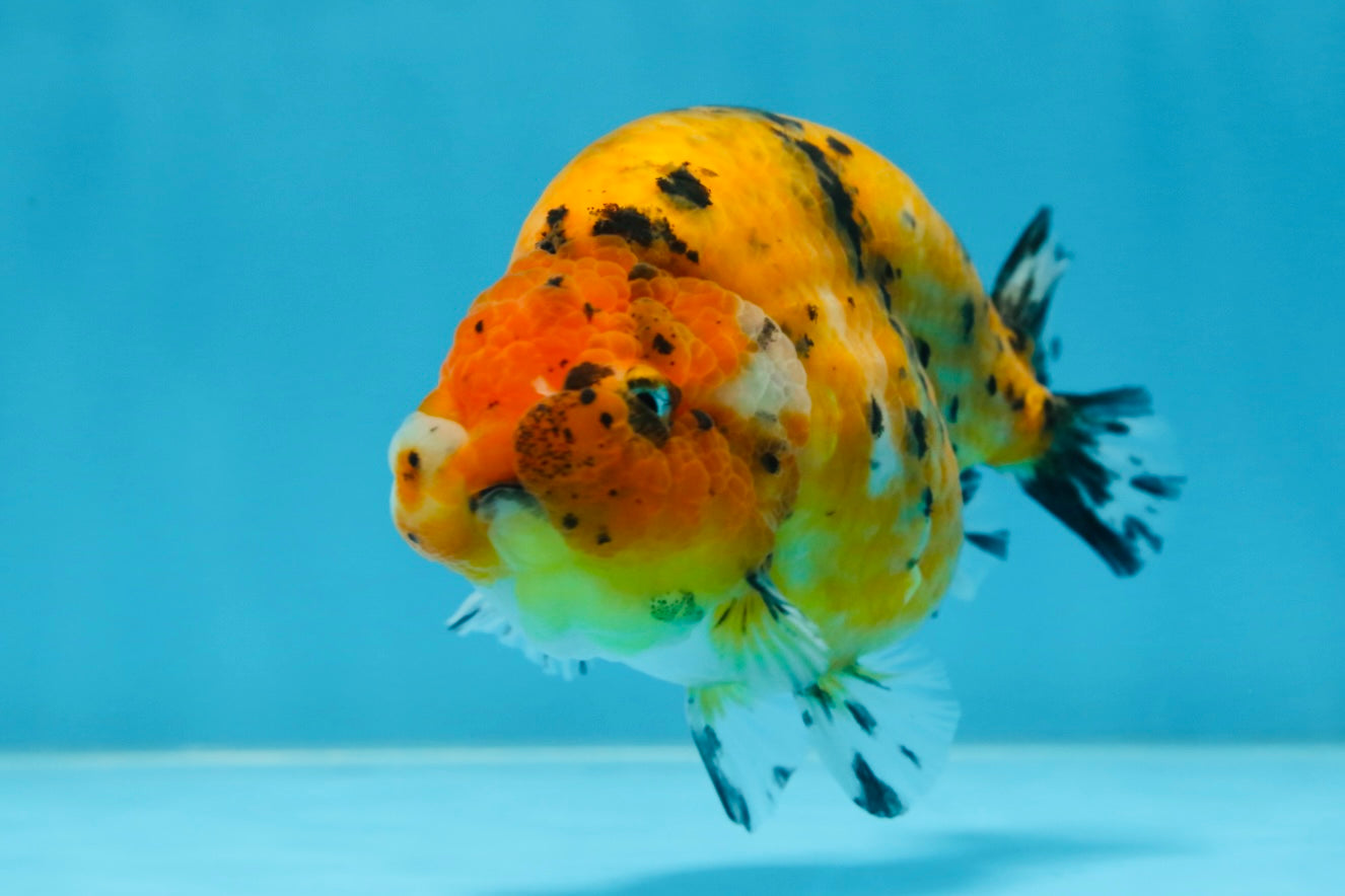 Tiger Lionchu Female 4.5 inches #062025LC_13