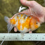 Sakura Blue Base Ranchu Female 5.5 inches #0126RC_04