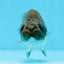 Black Copper Ranchu Female 3.5-4 inches #0726RC_31