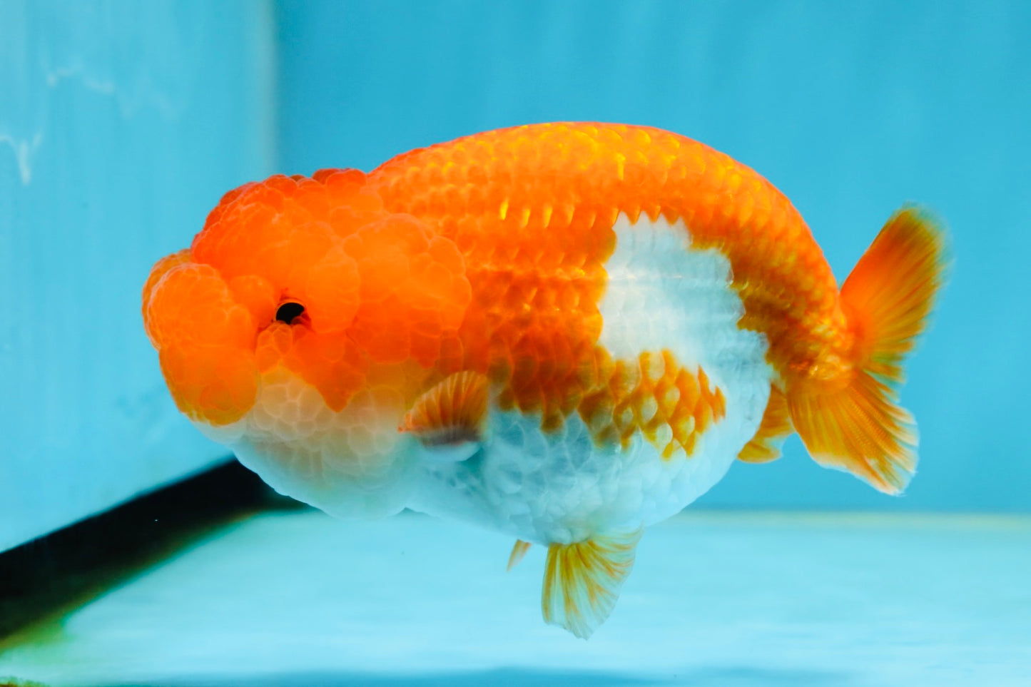 A Grade Red White LionQueen 4.5 inches #062725LC_06