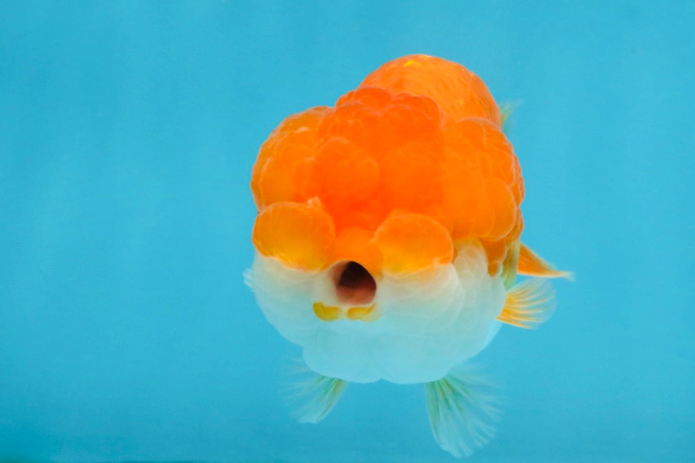 CHEEKY Red White LionChu Female 3.5-4 inches #120525LC_18