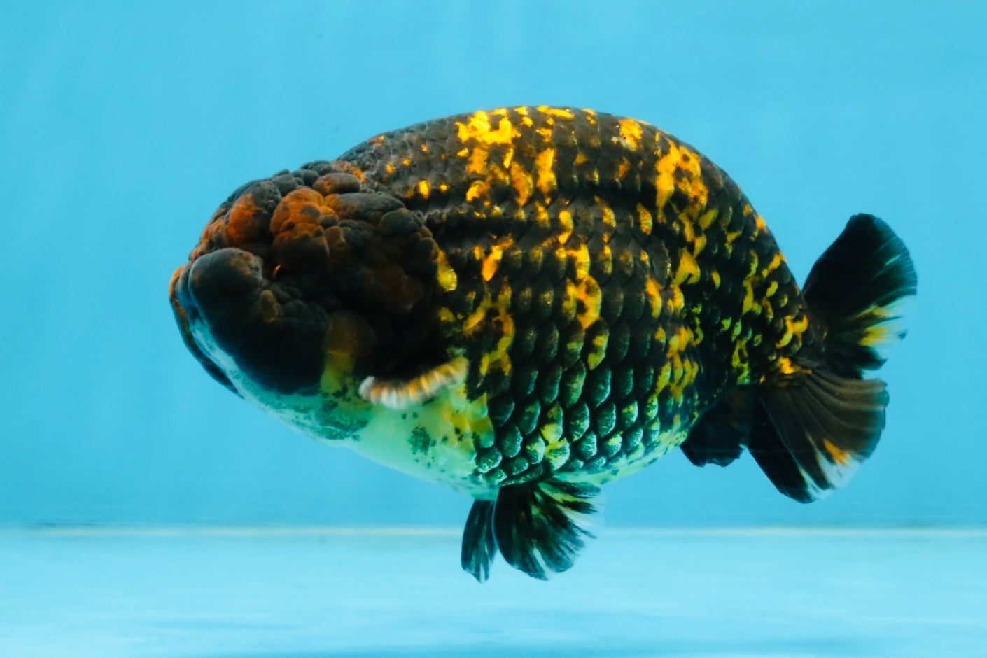 A Grade Tiger LionKing 4.5-5 inches #110725LC_17