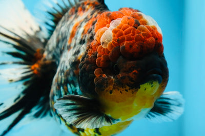 AAA Grade JUMBO Godzilla Kirin Oranda Female 6.5-7 inches #090525OR_11