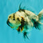 Kirin Oranda Female 6 inches #071726OR_19
