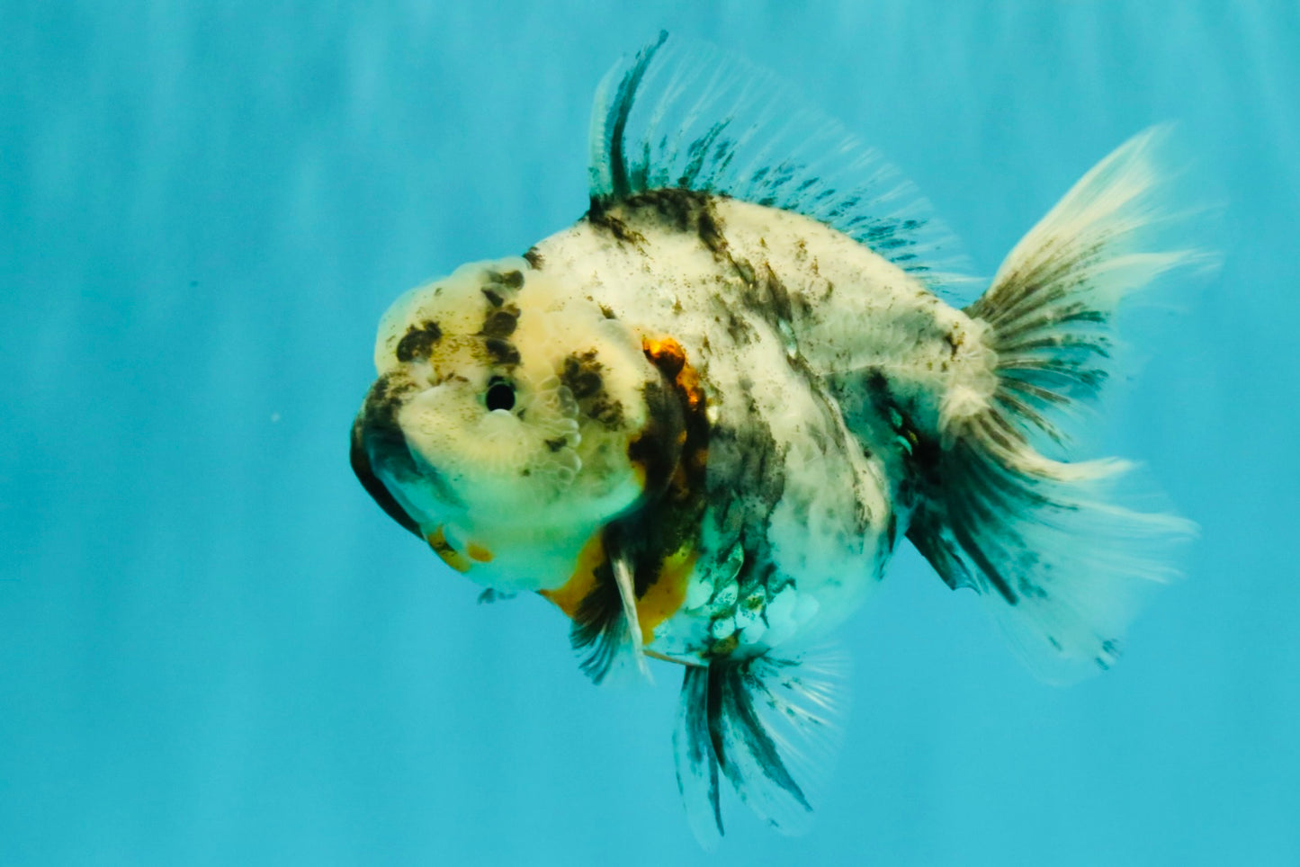 Kirin Oranda Female 6 inches #071726OR_19