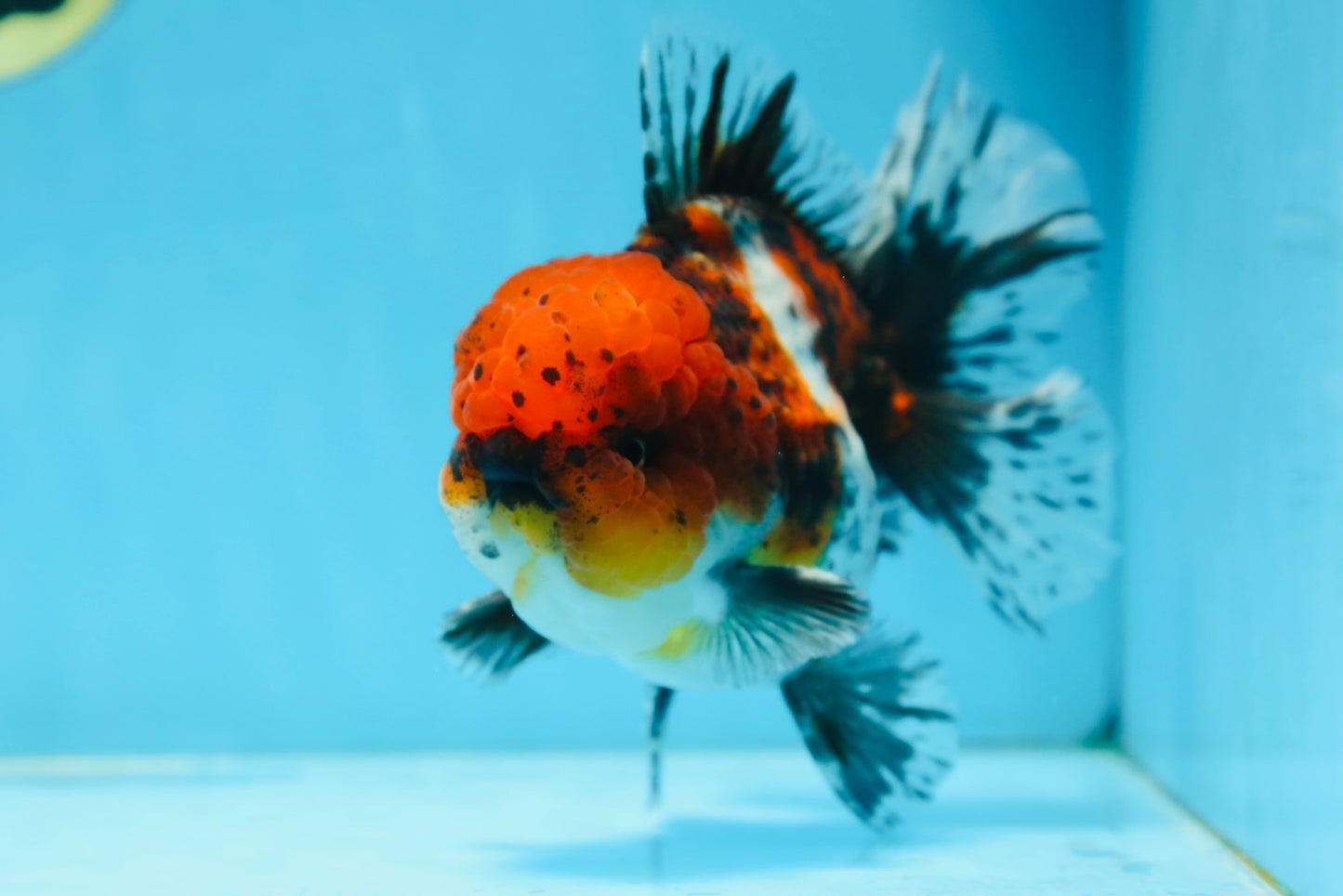 AAA Grade CHUBBY Calico Oranda Male 5.5 inches #082925OR_13