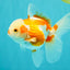 A Grade Kohaku Red White Oranda Female 5-5.5 inches #102326OR_06