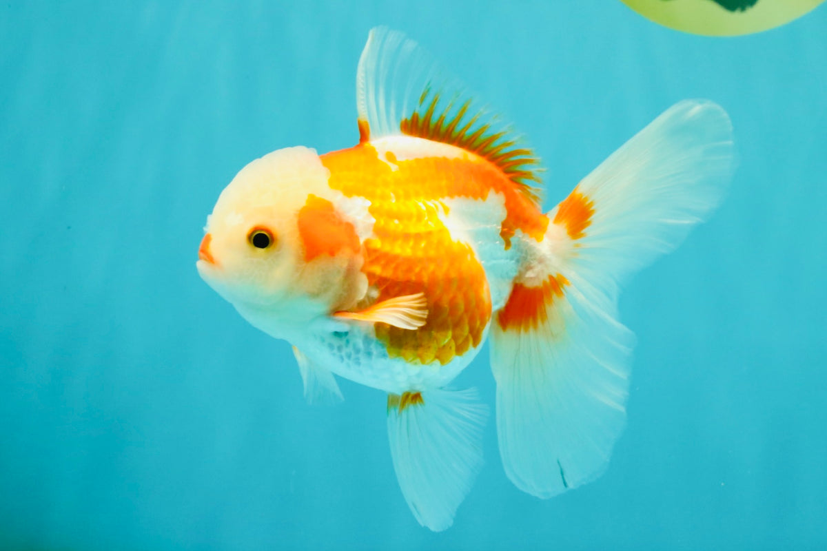 A Grade Kohaku Red White Oranda Female 5-5.5 inches #102326OR_06