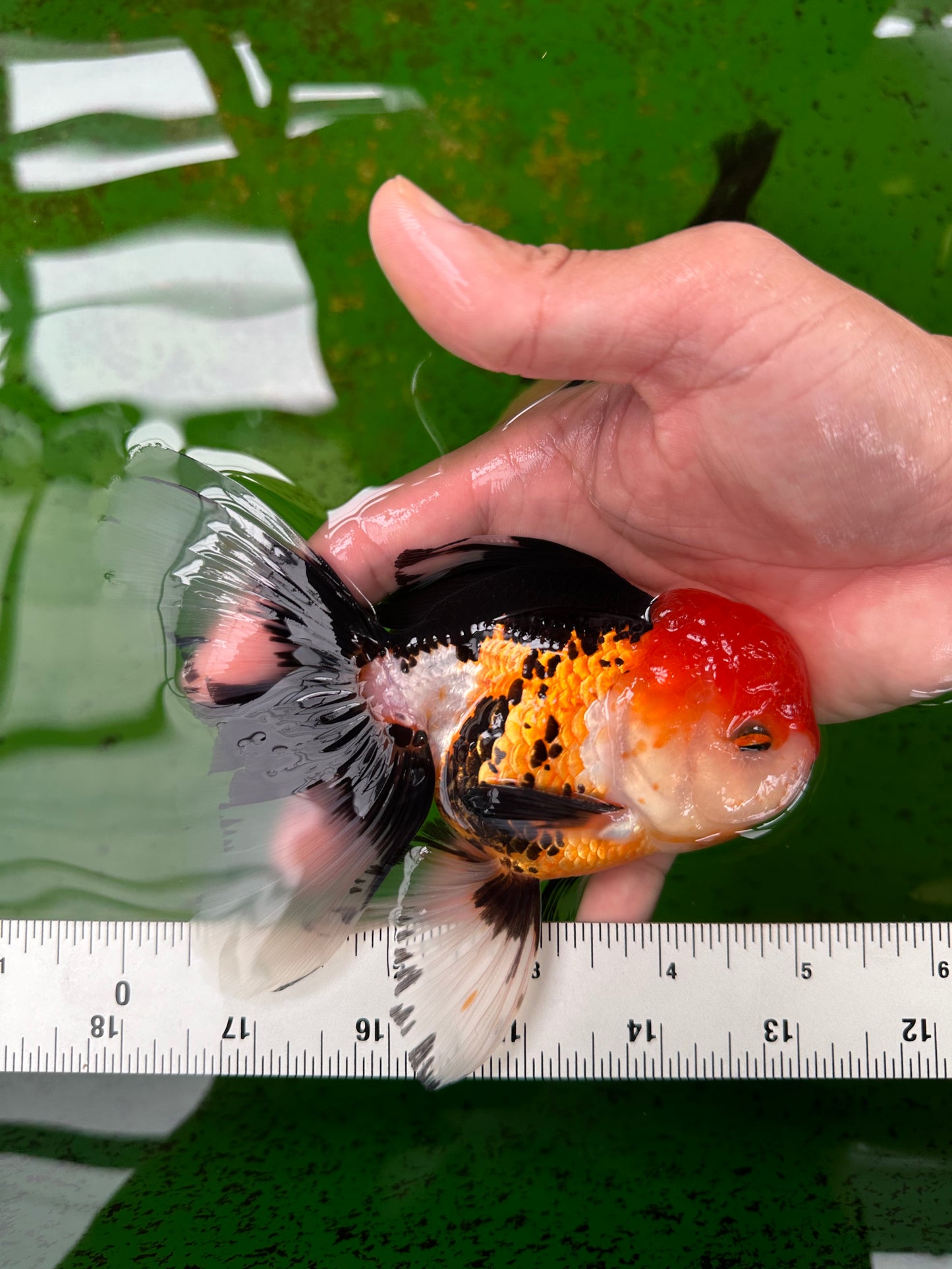 A Grade Tricolor Oranda Male 5 inches #0906OR_29