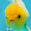 A Grade Lemonhead Oranda Male 5-inches #091225OR_28