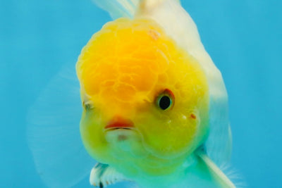 Lemonhead Pattern Lemonhead Pattern – Jimmy Goldfish