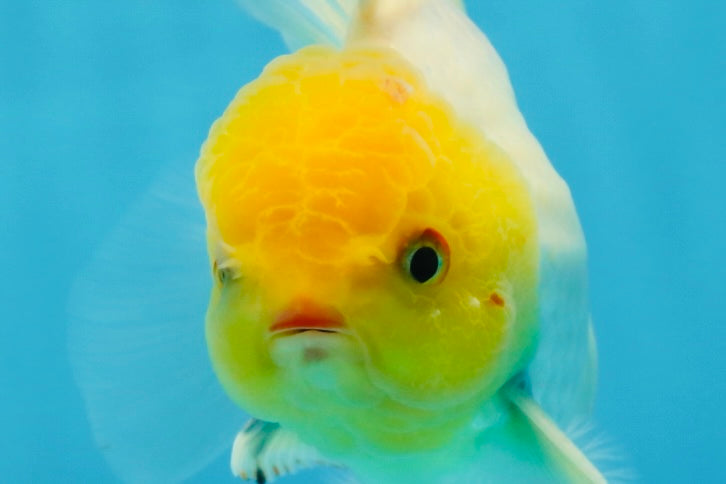 A Grade Lemonhead Oranda Male 5-inches #091225OR_28