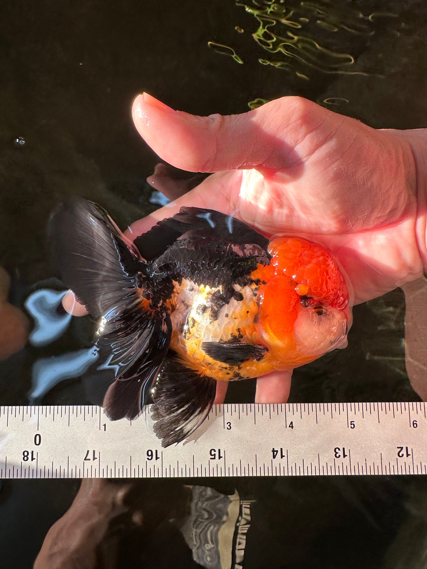 A Grade Red Head Tricolor Oranda Male 5 inches #110824OR_15