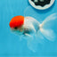 A Grade Red Cap Oranda Male 4  inches #0906OR_26