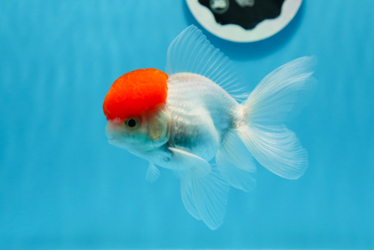 Oranda macho de gorra roja de grado A de 4 pulgadas n.° 0906OR_26