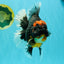 AAA Grade Super Red Head Kirin Oranda Male 7-7.5 inches #062626OR_01
