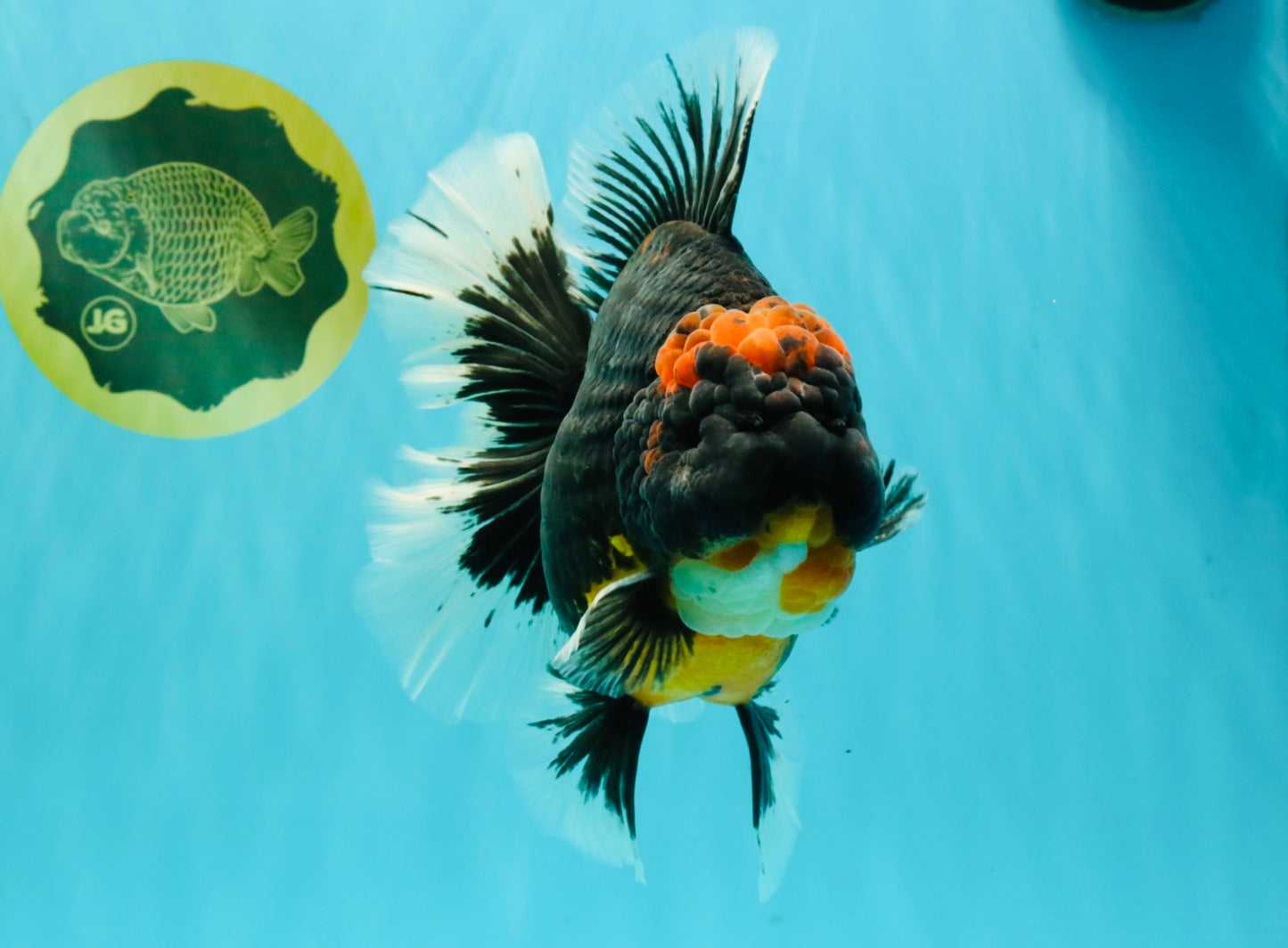 AAA Grade Super Red Head Kirin Oranda Male 7-7.5 inches #062626OR_01