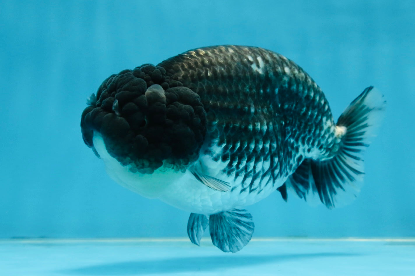 SPECIAL A Grade Black Blue LionQueen 5.5  inches #102425LC_07